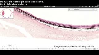 Manual de laboratorio C24 ACT2 Esclerótica coroides y retina [upl. by Murtagh]