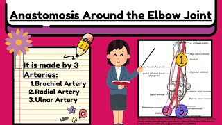 Anastomosis Around the Elbow Joint Explained Easy  Arteries of Upper Limb Anatomy by Novice Medic [upl. by Noremac]