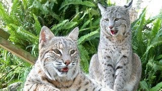 A Bobcat Love Story  The Purrfect Match [upl. by Iran]