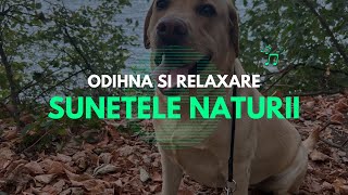 Sunetele Naturii pentru Somn și Relaxare cu Imagini Îmbietoare din Natură cu Labradorul Meu [upl. by Breskin]