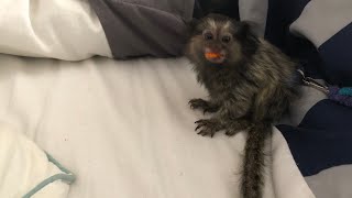 Marmoset Monkey Eating Dried Fruit Snack [upl. by Ainex]