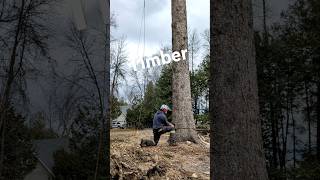 Huge Spruce Slayed foryou tree chainsaw tree arborist ms661 work spruce timber stihl [upl. by Adnorhs]