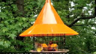 SkyCafe Oriole Feeder [upl. by Nellie650]