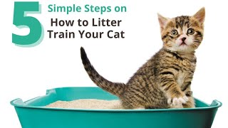 How To Potty Train Your Kitten In 7 Days Or Less Cat Litter Trick [upl. by Neumark941]