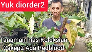 YUK DIORDER2‼️TANAMAN HIAS KOLEKSIAN CAKEP2 ADA REDBLOOD [upl. by Grosvenor161]