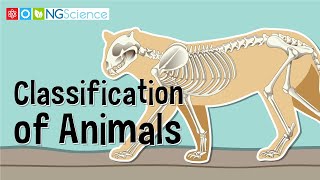 Classification of Animals [upl. by Newel]