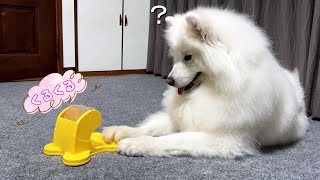 我が家の愛犬はおもちゃの使い方をマスターできるのか？【サモエド】 [upl. by Cirdec]