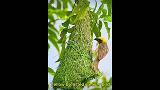 Yellow Breasted Weaver bird [upl. by Vaughan731]