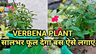 सालभर फूल आएंगे वर्बेना में बस ऐसे लगाएं  How To Repot Verbena Plant For More Flowering [upl. by Gunar]