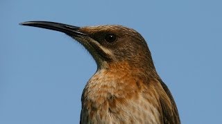 Cape Sugarbird  Filmed by Greg Morgan [upl. by Notgnillew]