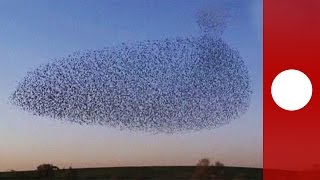 Starling murmuration creates incredible aerial display Israel [upl. by Vernice]