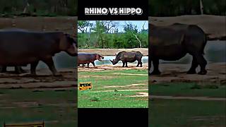 Rhino vs hippo trending animals viralvideo hippo rhino wildlife shorts youtubeshorts [upl. by Nonek]