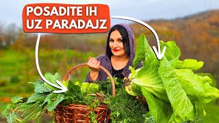 11 Biljaka Koje Možete Saditi Uz Paradajz [upl. by Atinot]