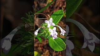 Asperula arvensis Rubiaceae family nature forestflower trending flowers garden natureforest [upl. by Rol]