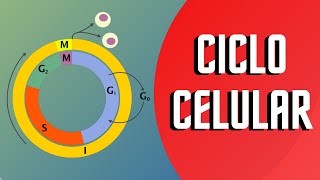 CICLO CELULAR Y SUS FASES  Interfase y Mitosis [upl. by Bouzoun]