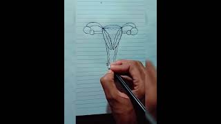 female reproductive system [upl. by Adnam]