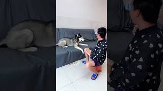 I am Not Scolding it Dear Cute Dog hahahha dog dogfun funnydog animals husky [upl. by Nanji]