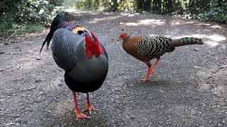 Flirting between Siamese Fireback Pheasants [upl. by Akapol]