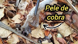 ENCONTRAMOS UMA PELE DE COBRA NA CAATINGA DE QUAL COBRA SERÁ [upl. by Aytnahs]