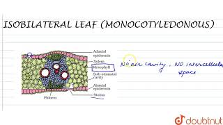 ISOBILATERAL MONOCOTYLEDONOUS LEAF [upl. by Mckale232]