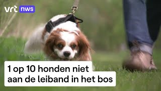 Natuur en Bos controleerde op loslopende honden [upl. by Gimble]