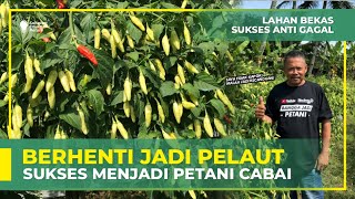 PEMBUKTIAN SANG PROFESOR CABAI  TANAMAN HIDUP SEMUA TANPA PENYULAMAN  PART 1 [upl. by Aihtekal]