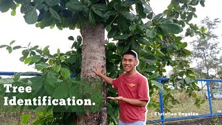 WSI TREE IDENTIFICATION  Christian Engalan [upl. by Quill]