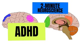 2Minute Neuroscience ADHD [upl. by Yenahteb]