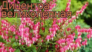 Дицентра великолепная dicentra spectabilis 🌿 дицентра обзор как сажать рассада саженцы дицентры [upl. by Claudian]