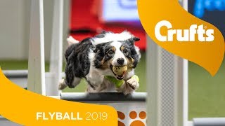 Flyball  Team SemiFinals  Part 2  Crufts 2019 [upl. by Grosmark]