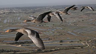 The Secret Routes of Migratory birds  Documentary [upl. by Eisiam524]