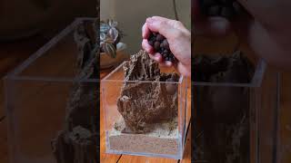 Easy waterpond moss and fern insect terrarium tutorial aquascape mantis moss indoorplants [upl. by Rebmak]