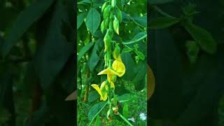 Crotalaria longirostrataflowers naturewithtuli shortsviral paharpur bangladesh heritage [upl. by Enaywd775]