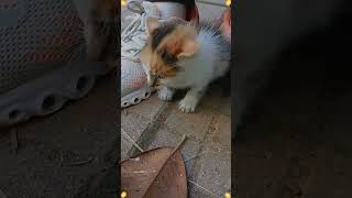 Give stray cats a warm nest this winter cat [upl. by Eberly]