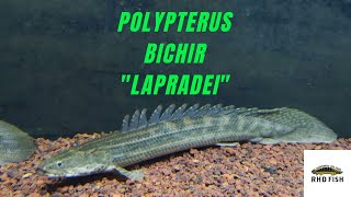 Polypterus Profile  Lapradei Bichir Ikan Palmas Lapradei [upl. by Eednus853]