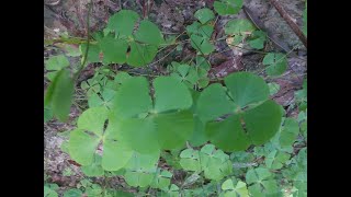 Water Clover Marsilea quadrifolia Medicinal plants found in Texas [upl. by Britte37]