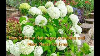 How to Prune Hydrangea Annabelle and Get More Plants for Free [upl. by Eenot6]