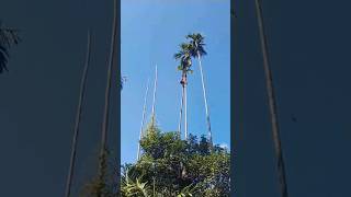 arecanut tree climbingharvest arecanutclimbfarminghomegarden shotsvideo [upl. by Llevel]