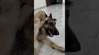 Ghar ki safai 🧹 viralvideo trendingvideo youtubeshorts dogshorts dog puppy pets funny [upl. by Eitisahc]