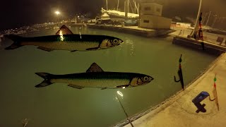 Pesca dei sardoncini o acciughe dal porto con il SABIKI o GIAPPONESE [upl. by Htebazileyram]