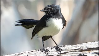 Willie Wagtail and Robins check out the Woodpile [upl. by Cerell]