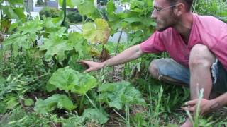 10 plantes pour le paillage en permaculture 0810  La Rhubarbe [upl. by Akirahs510]