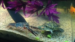 Red Eared Slider VS Fresh Water Lobster [upl. by Alvera565]