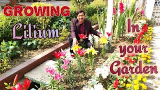 Grow Liliums in the Easiest Way [upl. by Reger]