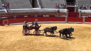 Exhibición de Enganches y Carruajes 2013 4 y 5 caballos Plaza de Toros de Granada [upl. by Oalsinatse]