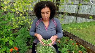 Cucamelon Harvest  Mexican Sour Gherkins [upl. by Ayotal]