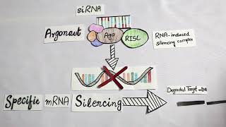 RNA INTERFERENCE RNAi  mechanism and applications [upl. by Dosi]