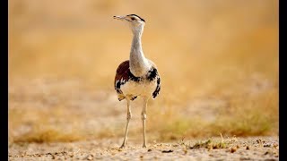 Indian bustard on the brink of extinction [upl. by Casey]