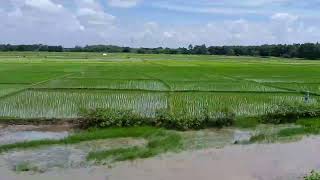 Monsoon Train Travel I Scenic Lush Green Paddy Rice fields all over Assam Route I Kamrup Express [upl. by Zat]