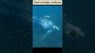 Biggest turtle in the world  Dermochelys coriacea shorts shortvideo infobroday FactsMine [upl. by Huber815]